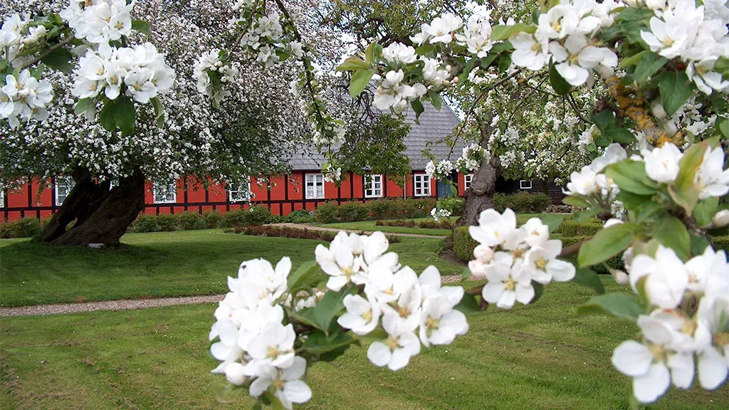 Kirsebærblomster i haven ved Hjortsvang Museum tæt på Gudenåen med gammeldags bondegård ned røde vægge og bindingsværk