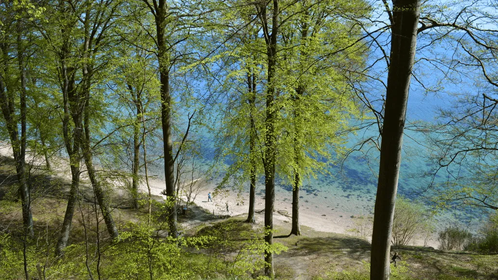 Stenhøj Strand set fra Staksrode Skov