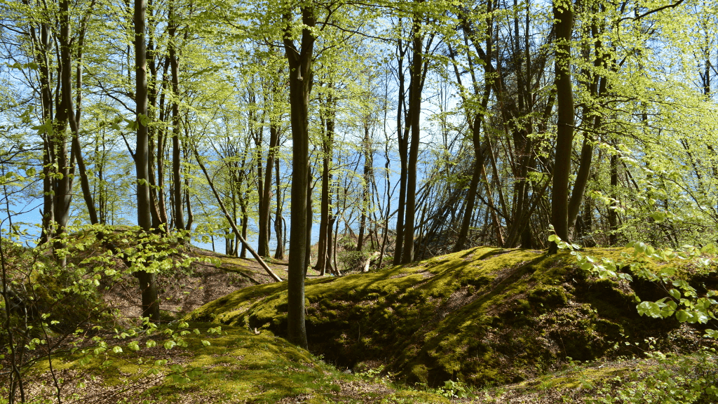 Staksrode Forest is located by the coast