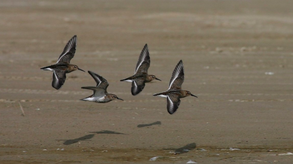 A ruff flying along one of Hjarnø's beaches.