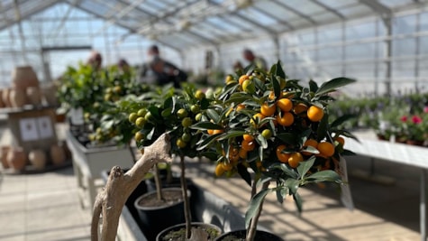 Апельсинові та оливкові дерева для саду в Det Kreative Gartneri в Stouby поблизу Horsens та Juelsminde