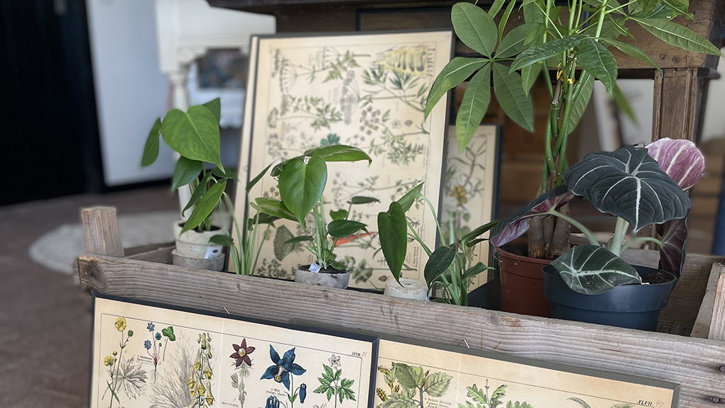 Decorative items and plants on a table at Det Kreative Gartneri