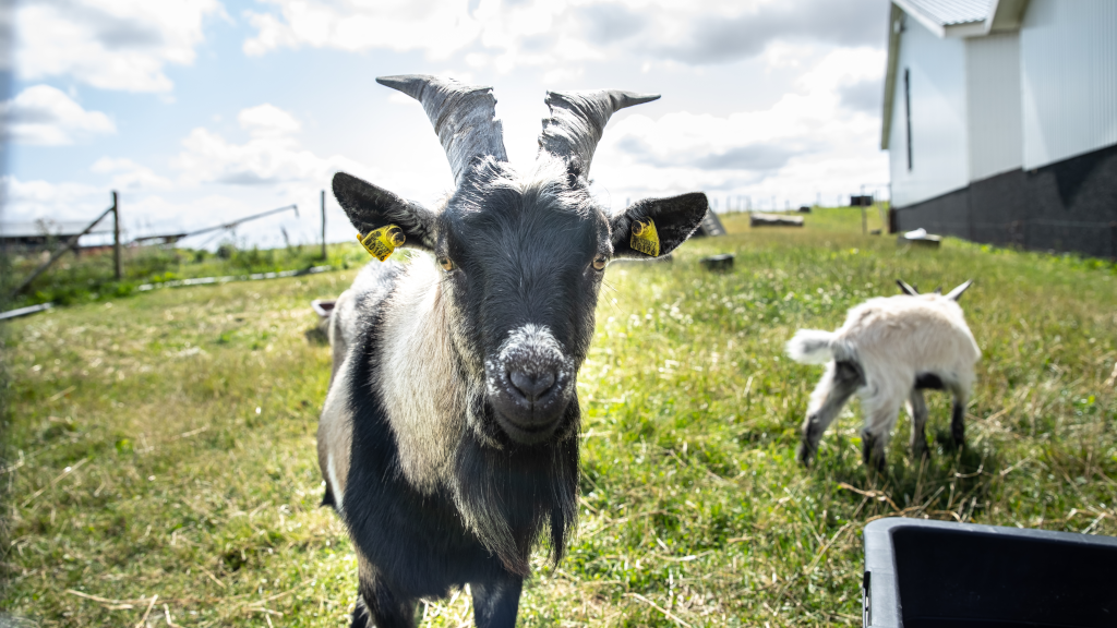 Pygmy goats at Tinnetgaard