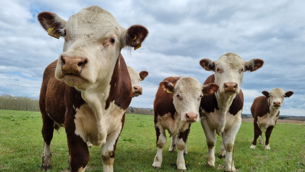 Cows in the field at Tinnetgaard