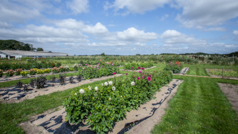 Blomstermark hos Tinnetgaard