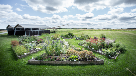 Blomsterbede hos besøgslandbruget Tinnetgaard