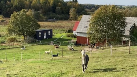 Alpacaer på bakke hos Myllerup Østergård