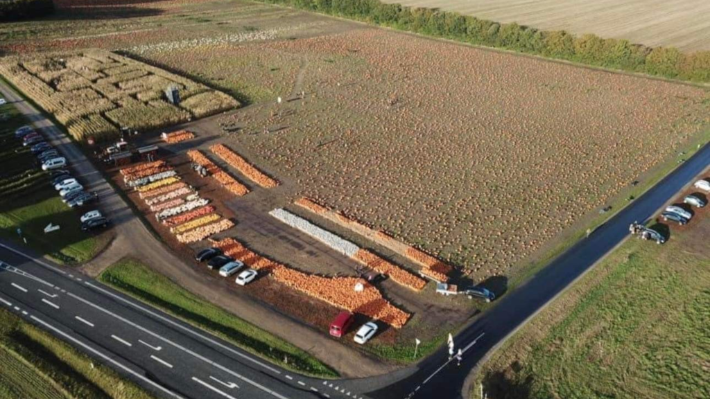 Drone photo of the pumpkin field at Gaardens Grønt near Brædstrup