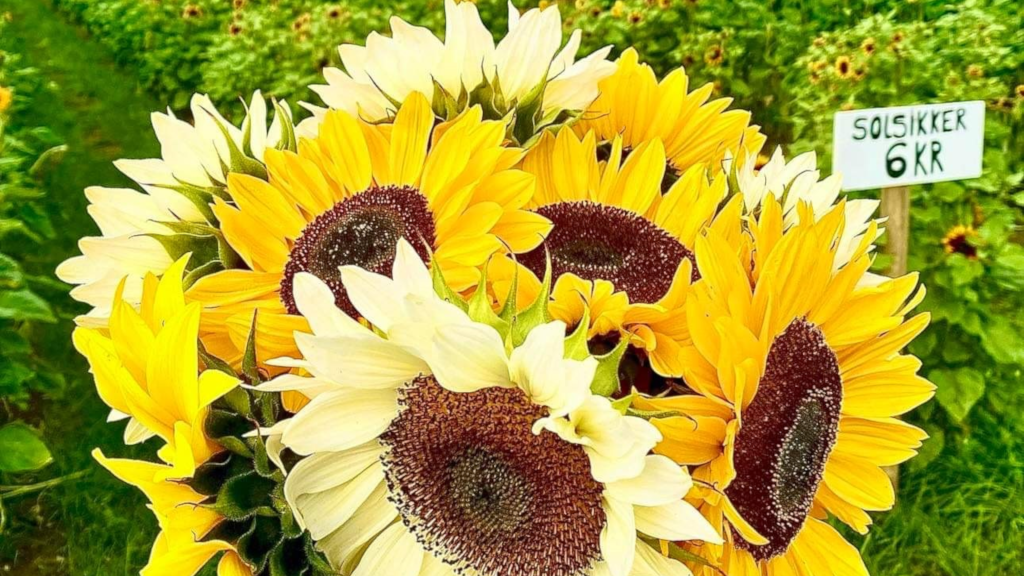 A bouquet of sunflowers at the flower field at Gaardens Grønt