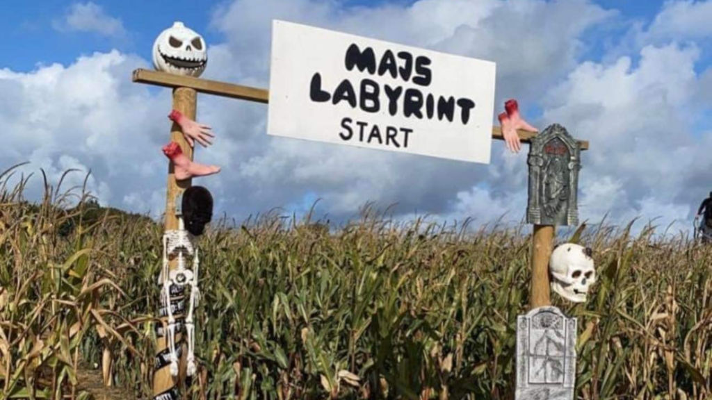 The entrance to the corn maze at Gaardens Grønt