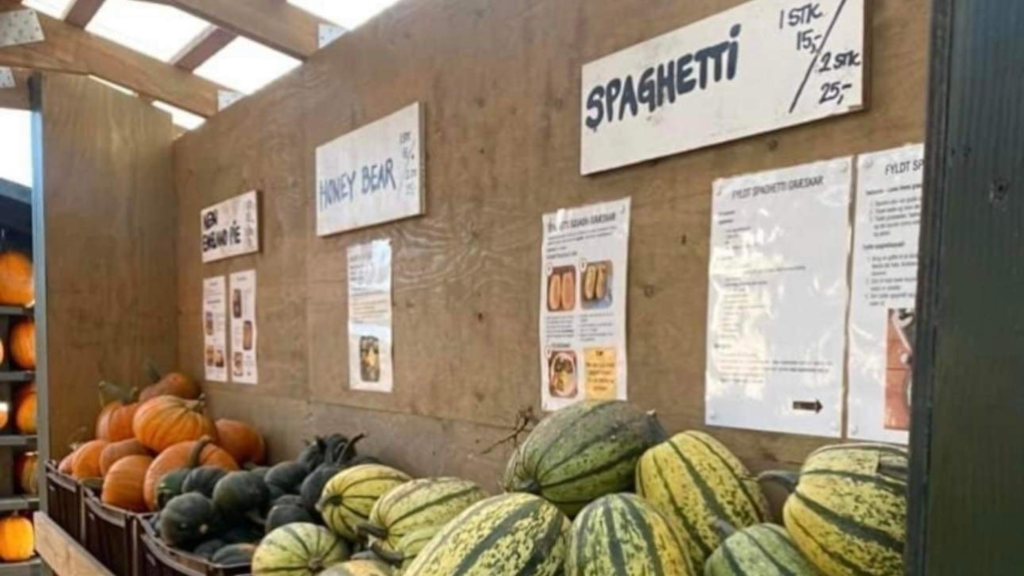 Different varieties of pumpkins in boxes at Gaardens Grønt