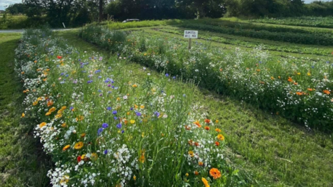 Blomstermark med blandede blomster hos Gaardens Grønt