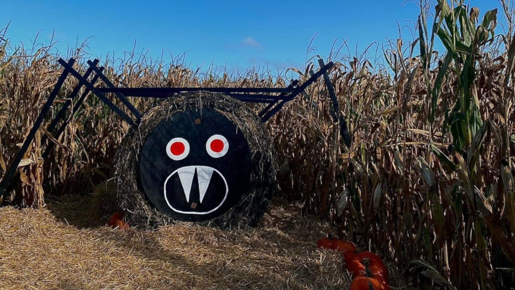 Halloween spider in the corn maze at Gaardens Grønt
