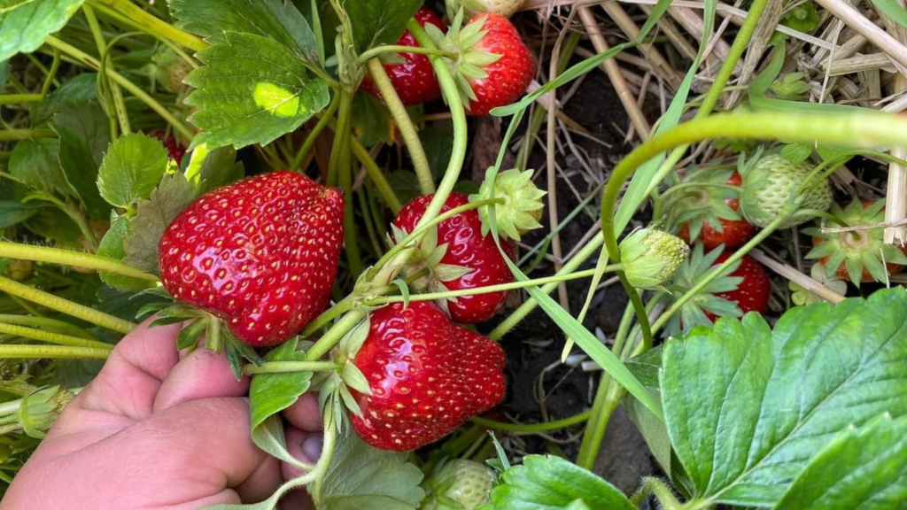 Man picking ripe strawberries from the strawberry field