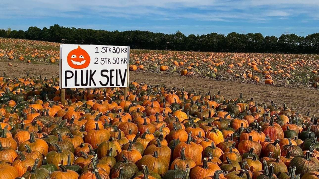Pick-your-own pumpkins at the pumpkin patch at Gaardens Grønt