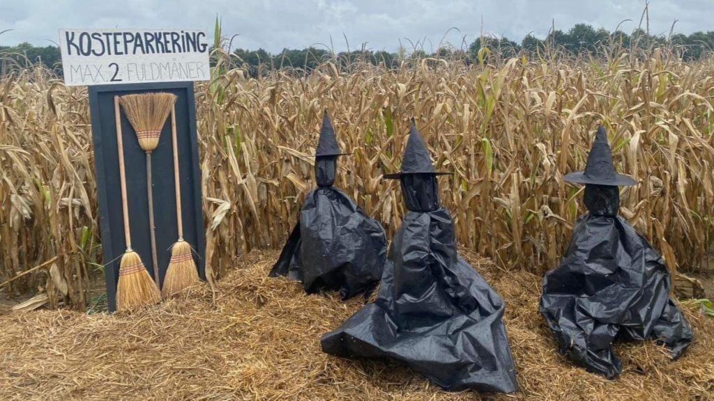 Witches and broomsticks in the corn maze for Halloween at Gaardens Grønt