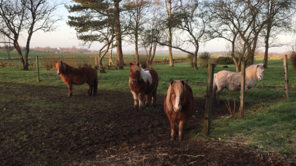 Horses in the field at Hanstedholm