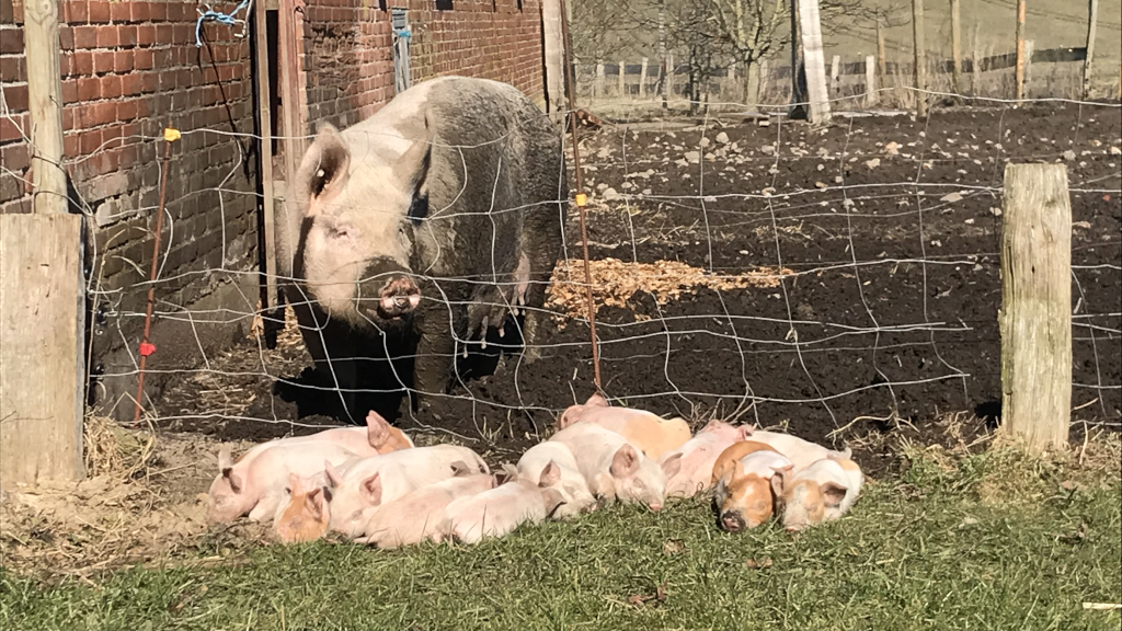 Pig and piglets at Hanstedholm