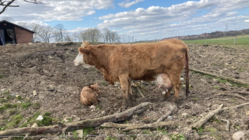A cow and calf in the field at Hanstedholm