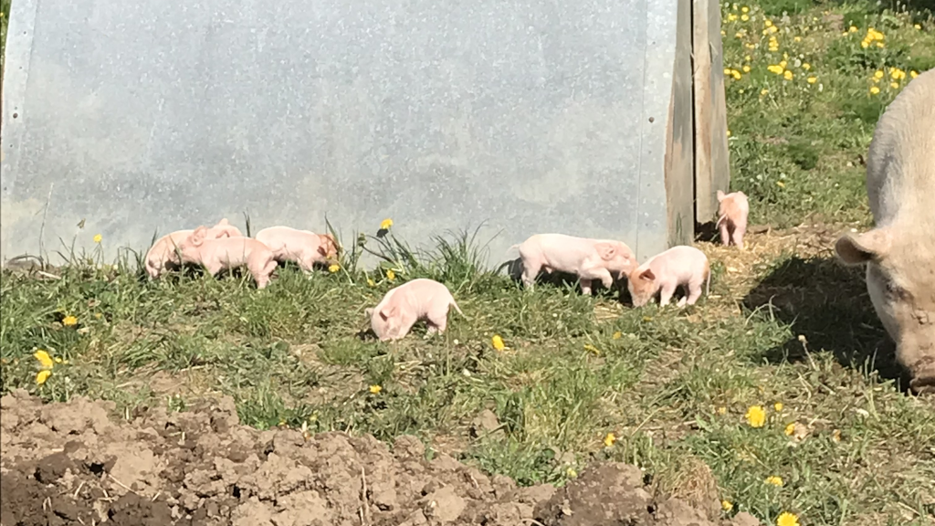 Small piglets at Hanstedholm