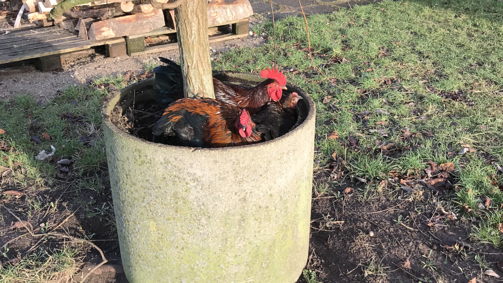 Roosters in a pot at Hanstedholm