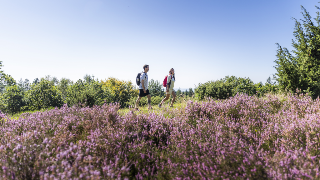 Couple hiking through heath in Sondrup Plantation