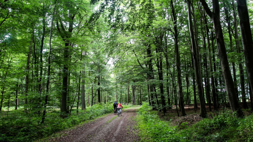 Man and woman cycling on the Horsens Fjord bike route through Stensballe Forest