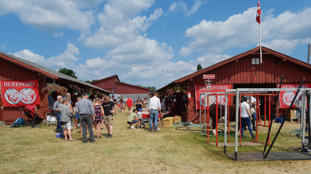 People walking around the barns with cows at the the agricultural fair in Horsens