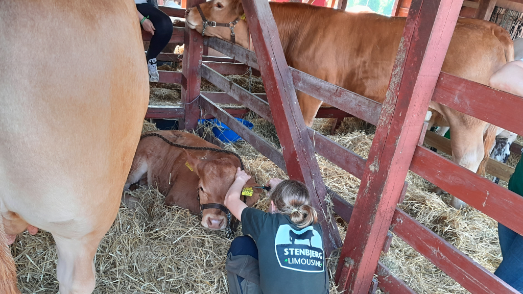 A woman placing a tag on a cow in a barn at the agricultural fair in Horsens