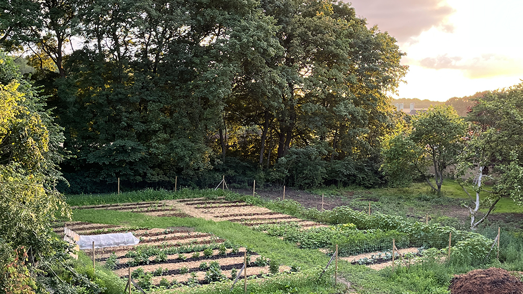 Garden seen from the window