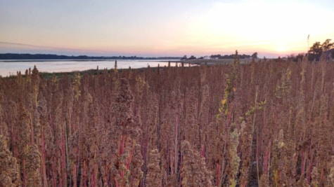 Quinoa på mark på Hjarnø med havudsigt