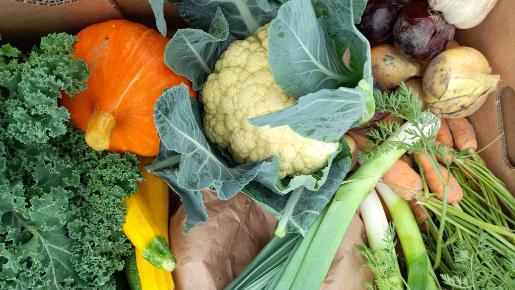 Many different freshly harvested vegetables from Hjarnøkassen