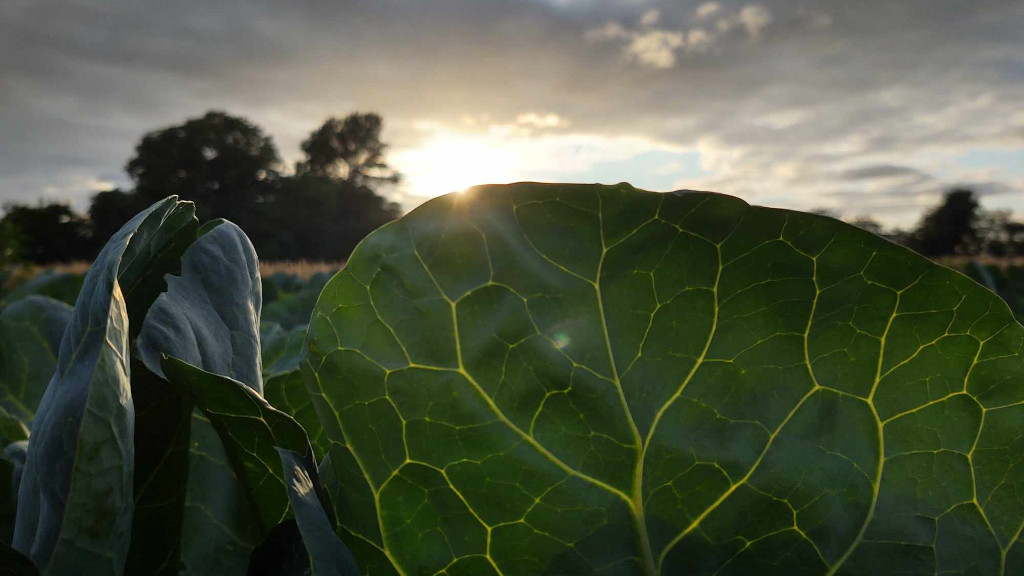Kale at sunrise on Hjarnø