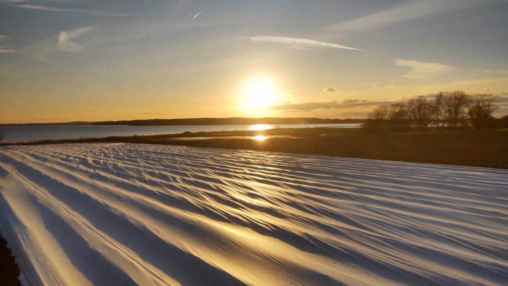 Sunset over a field on Hjarnø with a sea view and frost-resistant vegetables