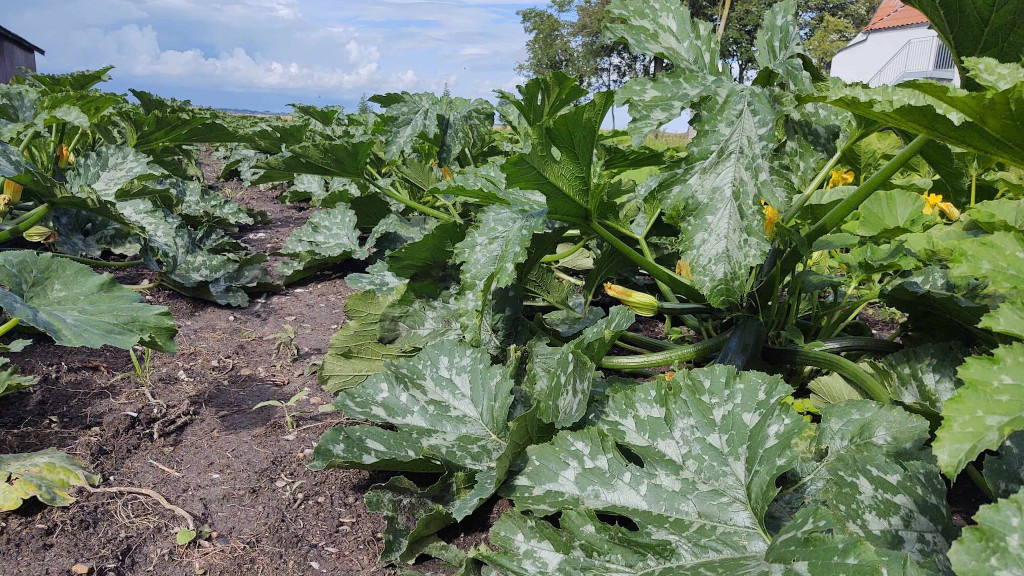 Squash plants in a field on Hjarnø