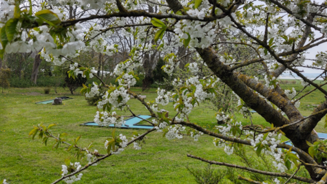 Kirsebærtræ i blomst hos Hjarnø Minigolf