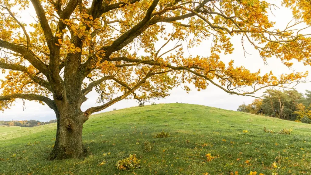 Et træ i efterårsfarver på Trustrup Udsigtshøje