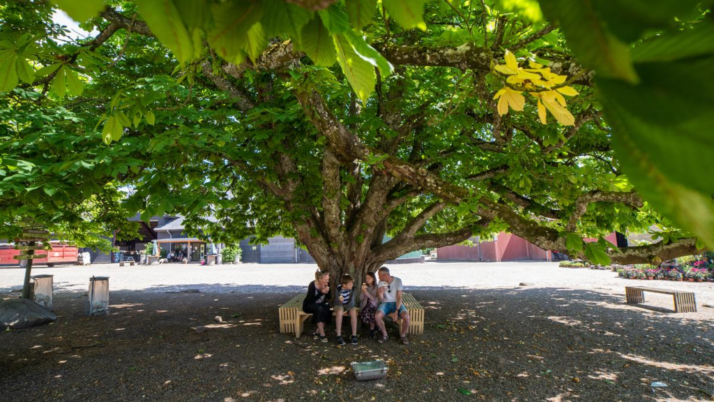 A family sits under a large tree eating ice cream at Fru Møllers Mølleri