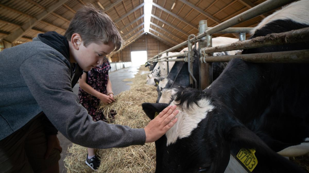 A boy pets a cow in a barn at Fru Møllers Mølleri