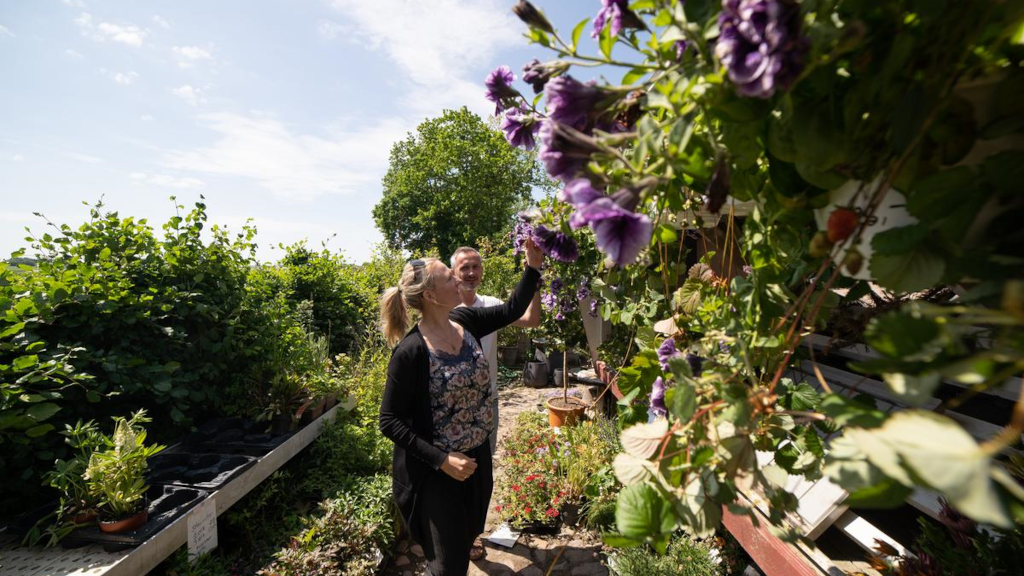 A couple walks around the garden, looking at flowers at Fru Møllers Mølleri