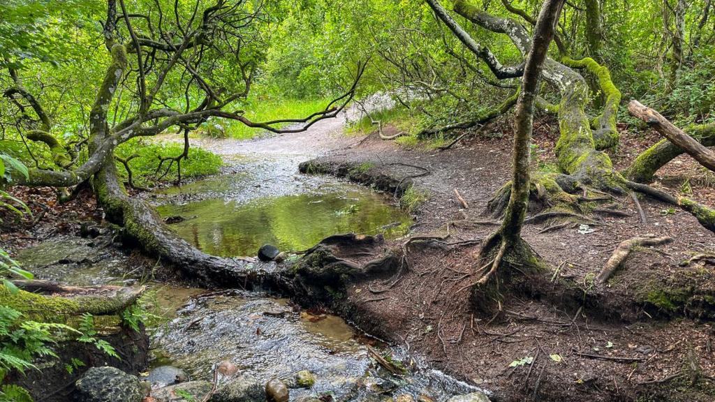 Water at the source of the Gudenå River in Tinnet Krat
