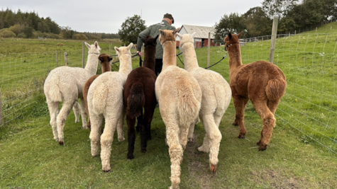 En flok alpacaer følger efter en mand hos Myllerup Østergaard