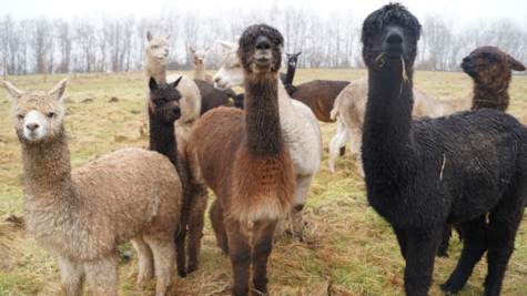 En flok alpacaer står i regnvejr hos Myllerup Østergaard