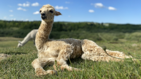 En hvid alpaca ligger i græsset hos Myllerup Østergaard