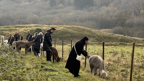 En gruppe vandrer med alpacaer i Gudenådalen hos Myllerup Østergaard