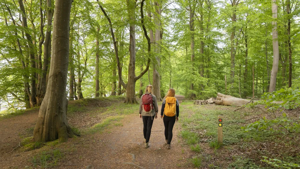 Two friends hiking on the Fjordmion trail through Boller Forest