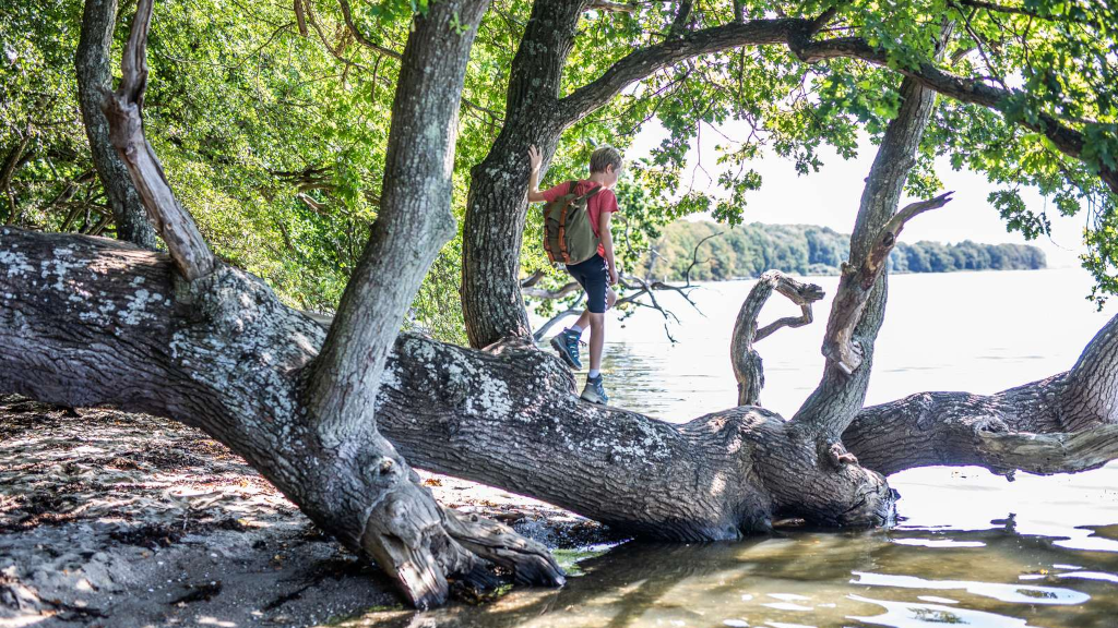 Boy climbing on a fallen tree at the water's edge in Brakør Forest