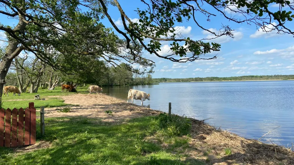 Cows drinking water at the shore of Mossø