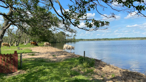 Køer drikker vand ved bredden af Mossø