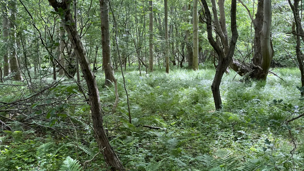 Woods and ferns on the forest floor of Vorsø